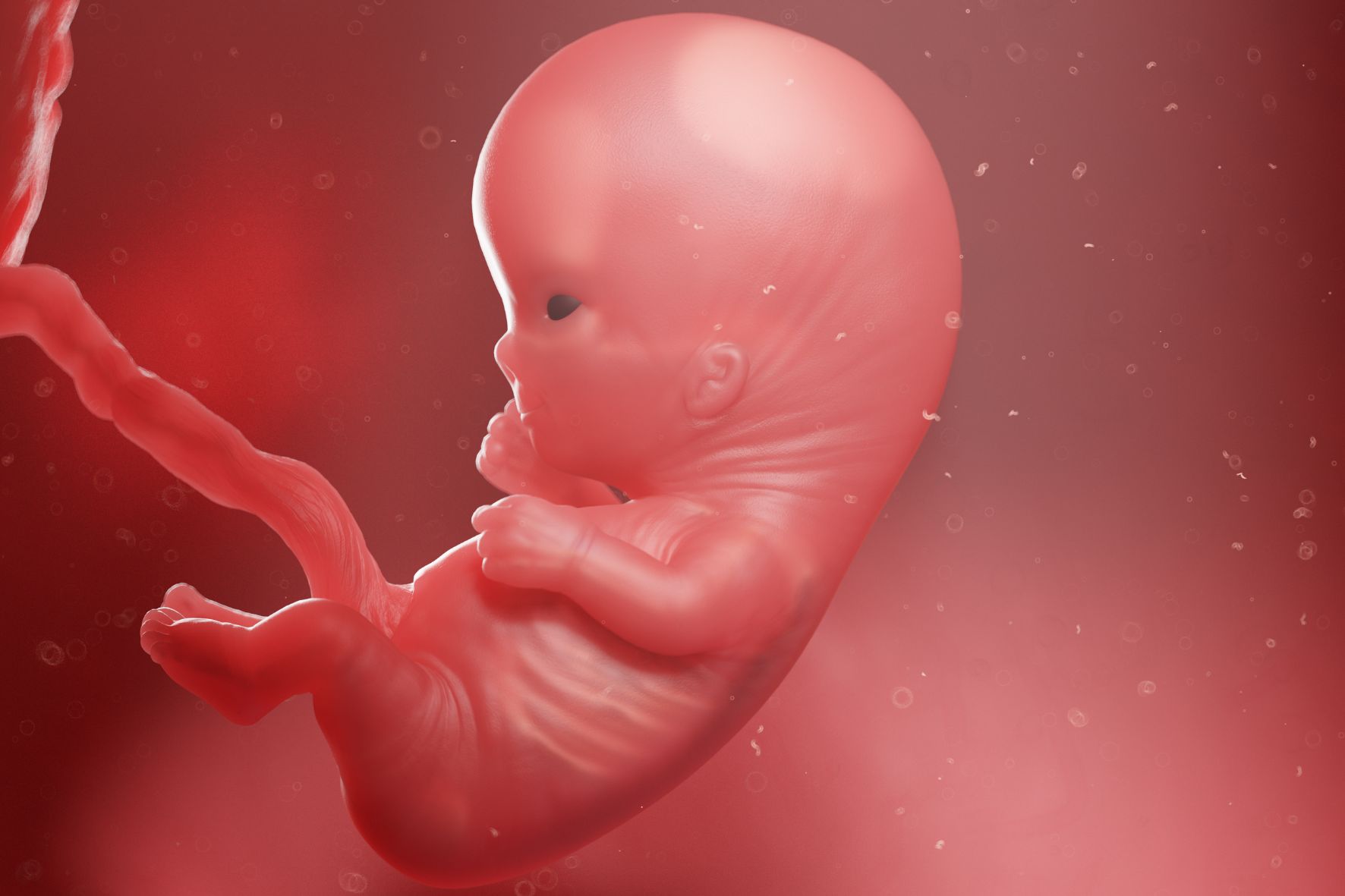 10 weken zwanger ontwikkeling baby