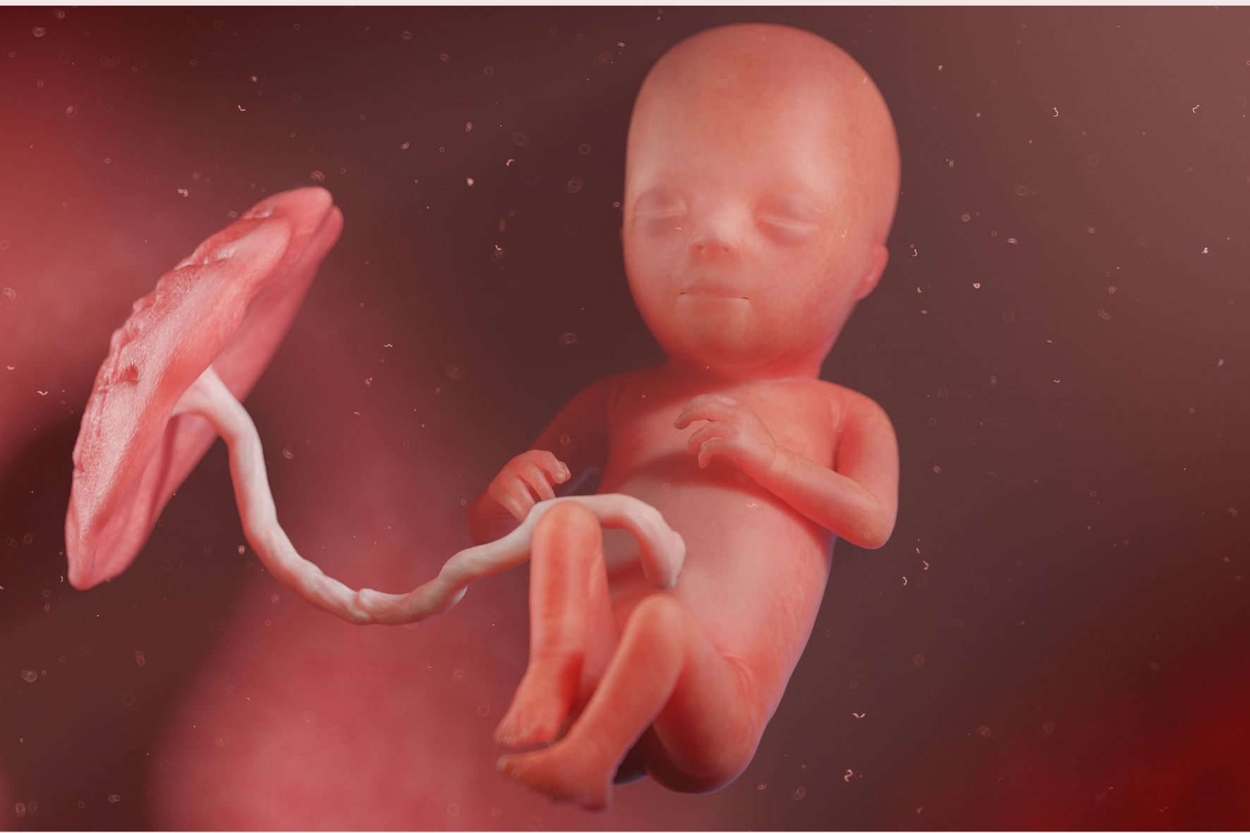 15 weken zwanger ontwikkeling baby